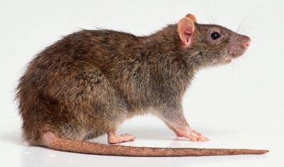 家里哪些地方經常出現老鼠